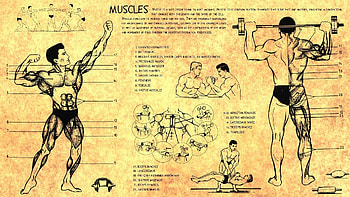 Anatomy Body Bodybuilding Health Human Muscles Scheme Training HD wallpaper