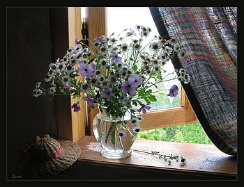 Catching the sun, stem, window, vase, beautiful, curtain, pansies, still life, daisy, petals, flowers, water, hat HD wallpaper