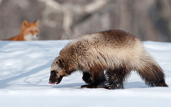 Animals, Winter, Snow, Fox, Kamchatka, Wolverine HD wallpaper