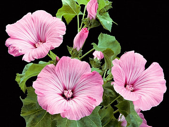 Pink flowers, nature, flowers HD wallpaper