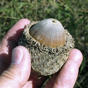 Types of oaks, Acorns, Many, Many HD phone wallpaper