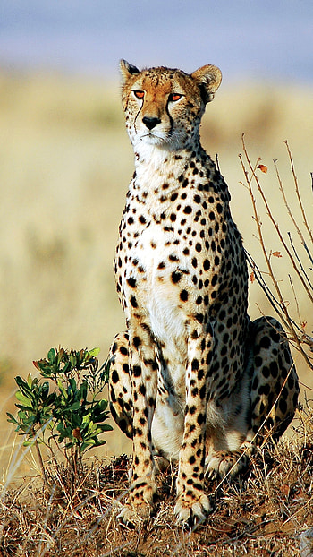 Cheetah, Yellow Black Cheetah HD phone wallpaper