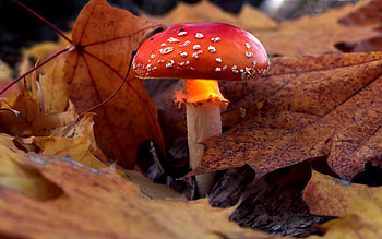 Mushroom, nature, beautiful, fungi HD wallpaper