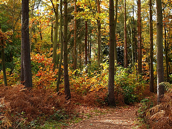 Autumn in Sherwood Forest, trees, leaves, brush, path HD wallpaper