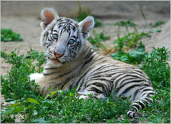 Tiger Cub, cool HD wallpaper