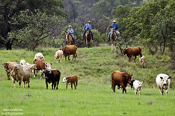 Round 'em up, horses, cows, entertainment, other, people HD wallpaper