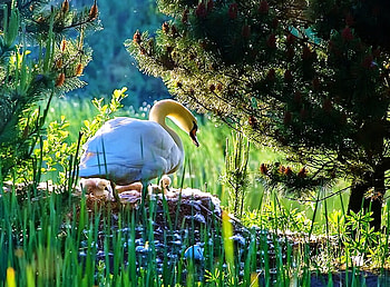Keeping safe with Mom, sunlight, chicks, branches, trees, swan, grass HD wallpaper
