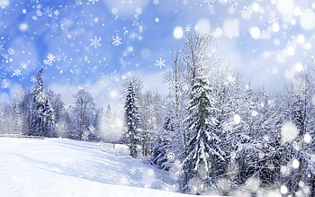 Snowfall, Winter wonderland, Frosty beauty, Nature's icy touch HD wallpaper