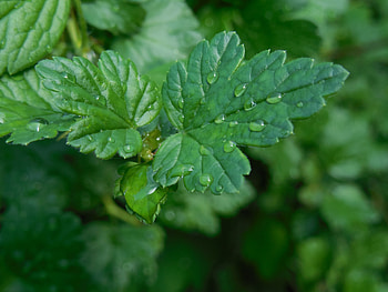 Drops, Gooseberry, Macro HD wallpaper