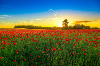 Nature, Sunset, Poppies, Clouds, Bloom, Flowering, Field HD wallpaper