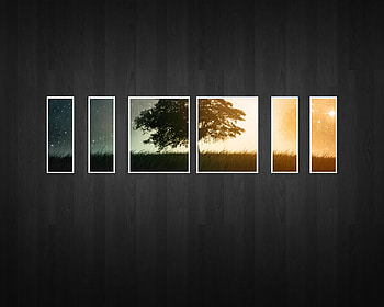 Sun on Black Wood, black wood, wood, spring, sun HD wallpaper