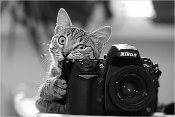CAT GRAPHER, graphy, camera, bw, cat, funny HD wallpaper