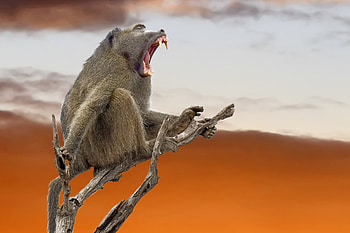 Yellow baboon, Baboon HD wallpaper