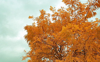 Nature, Trees, Sky, Autumn, Branches HD wallpaper