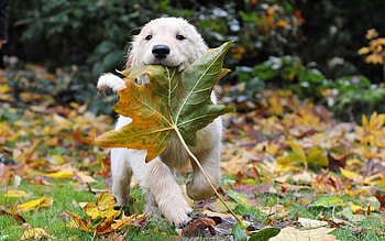 Animals, Dogs, Autumn, Leaves HD wallpaper