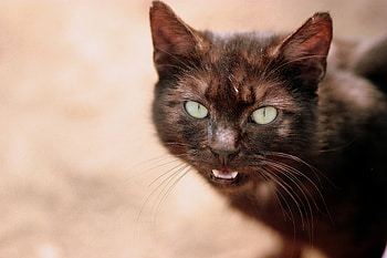 Animals, Cat, Muzzle, Sight, Opinion HD wallpaper