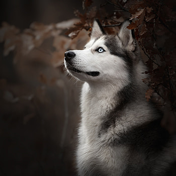 Siberian husky dog breed, Ipad air , , Alaskan Malamute HD phone wallpaper