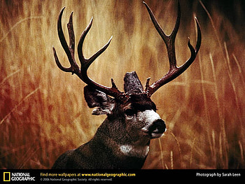 big boy deer, woods, big, deer, nice HD wallpaper