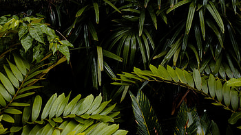 Nature, Leaves, Drops, Wet, Vegetation, Humid HD wallpaper