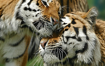Animals, Tigers, Love, Couple, Pair, Big Cat, Care HD wallpaper