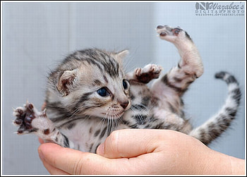 Cute Kitten, kitten, cool, cute HD wallpaper