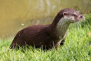 Animals, Grass, Wet, Otter HD wallpaper
