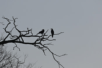 Nature, Birds, Sky, Wood, Tree, Branches, Snag HD wallpaper