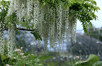 Acacia Tree, Nature's gift, Tree's majesty, Scenic beauty HD wallpaper