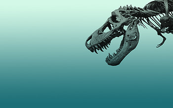 Dinosaur skeleton ~ http://www.dinopit.com HD wallpaper