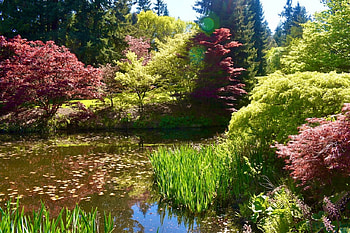Peace, Plants, Water, Leaves, Trees HD wallpaper