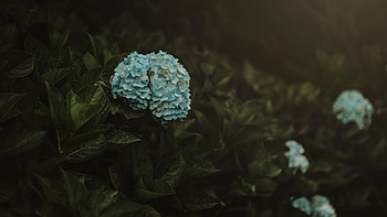Flowers, Bush, Plant, Hydrangea, Inflorescence, Inflorescences HD wallpaper
