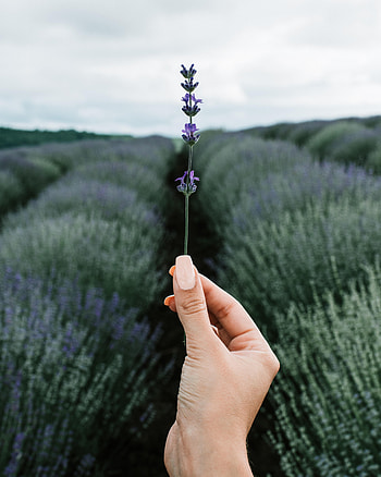 Flower, Hand, Miscellanea, Miscellaneous, Field, Focus, Lavender HD phone wallpaper