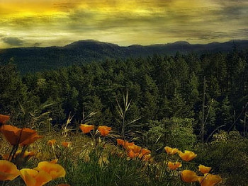 Vancouver Island, island, vancouver HD wallpaper