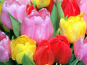 Missed You Jacquelinela, graphy, jacquelinela, garden, drops, rainy, beautiful, tulips, park, pink, yellow, red, view, nature, flowers, , lovely HD wallpaper