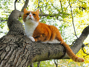 Cute cat, animals, cute, cat, pet, tree HD wallpaper