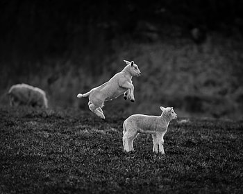 Animals, Bw, Chb, Playful, Bounce, Jump, Lambs HD wallpaper