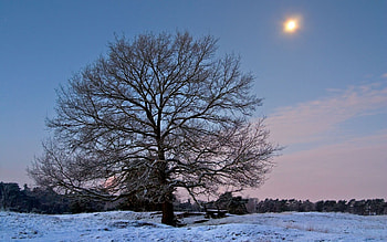 Winter, Nature, Sun, Wood, Tree, Branches, Branch, Frost, Bench HD wallpaper