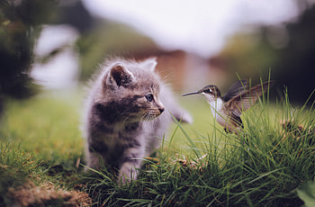 Cat Bee Meeting , cat, animals HD wallpaper