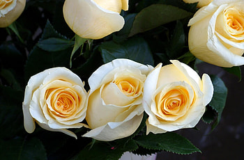 Flowers, Roses, Close-Up, Bouquet, Buds HD wallpaper