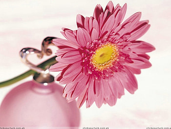 flower, nature HD wallpaper