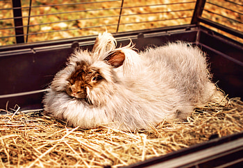 Animals, Fluffy, Lies, Rabbit HD wallpaper