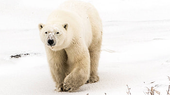 Polar , Stunning backgrounds, Arctic beauty, Winter vibes HD wallpaper