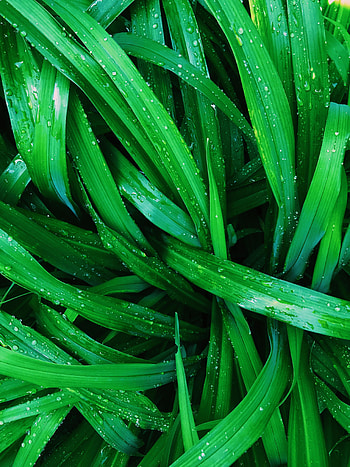 Plants, Nature, Water, Leaves, Drops HD phone wallpaper