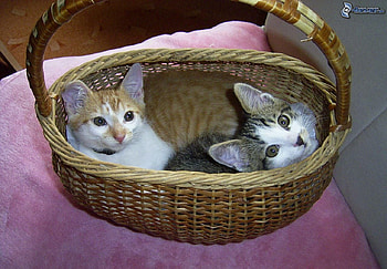 Two kittens in a basket, sweet, kitten, basket, cat, feline HD wallpaper
