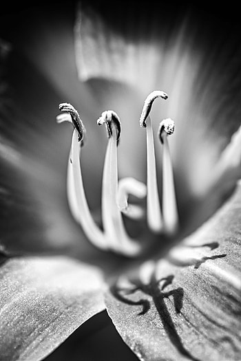 Flower, Macro, Bw, Chb, Lily HD phone wallpaper