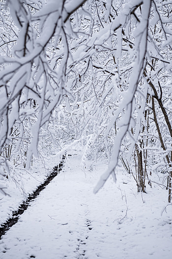 Winter, Nature, Snow, Forest, Branches HD phone wallpaper