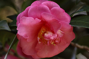 Pink Camellia, graphy, floral, romance, beauty, wide screen, camellia, flower, love HD wallpaper