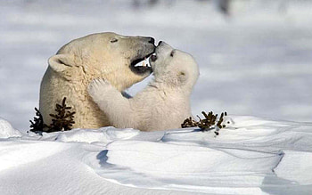 Animals, Winter, Snow, Bears HD wallpaper