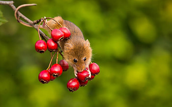 Mouse, animal, cute, berry, green, red, soricel, fruit, rodent HD wallpaper
