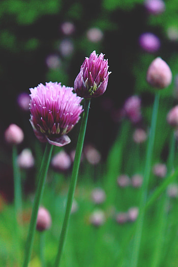 Purple chives flower, , Peakpx, Culinary herb HD phone wallpaper